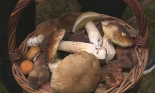 Červivá houba je jedlá, barva značí jedovatost. Mykolog vyvrací nebezpečné houbařské mýty