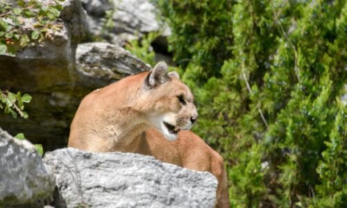 U českých hranic se zabydlela puma. Nebezpečnou šelmu zachytila fotopast