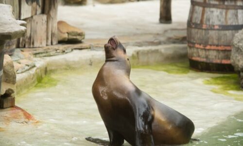 Zemřel lachtan Hugo z liberecké zoo. Na vině mají být návštěvníci, ukázali důkaz chovatelé
