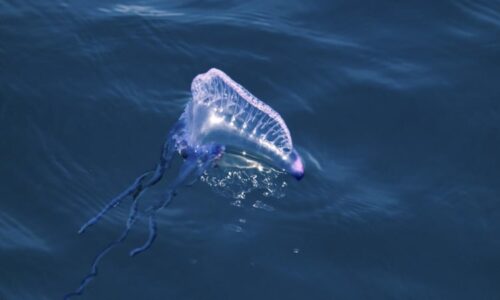 Smrtelně jedovatý živočich zaplavil pláže v Evropě. „Modrý válečník“ působí krutou bolest