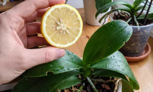 Jedna lyžička citróna, pár kvapiek trpezlivosti a zrazu puky: jemný trik, ktorý prebudil aj moju „stratenú“ orchideu k novému kvitnutiu