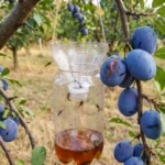 Osy obsadili dozrievajúce ovocie? najúčinnejšia ochrana nie je pasca ani odpudzovač, ale jednoduchý krok pri zbere