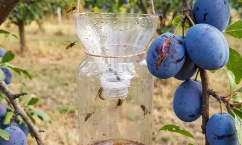 Osy obsadili dozrievajúce ovocie? Najúčinnejšia ochrana nie je pasca ani odpudzovač, ale jednoduchý krok pri zbere