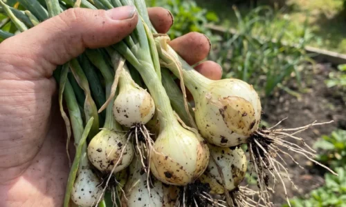 Väčšina záhradkárov urobí túto chybu hneď po zbere cibule. O pár týždňov zmäkne, začne hniť a skončí na komposte